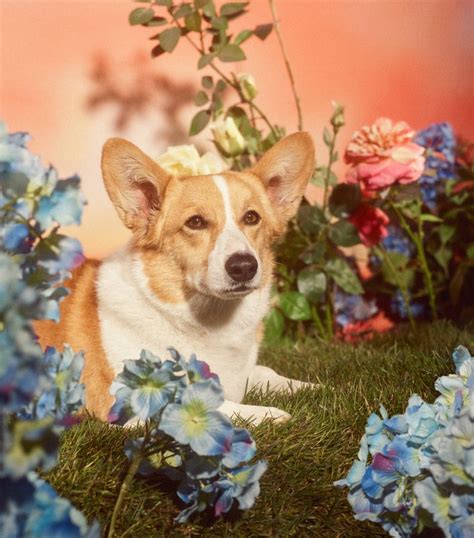 Meet the Dogs of Gucci's New Campaign 